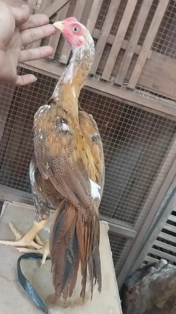 Ayam hias bangkok ekor lidi