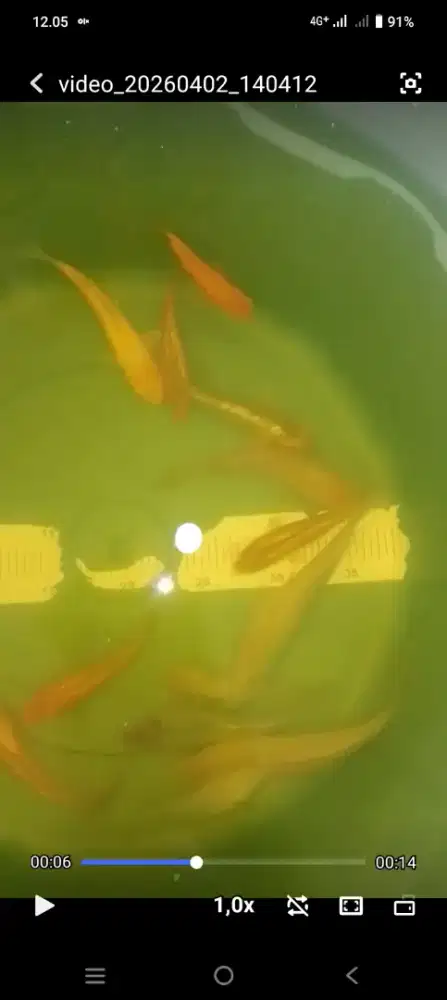 Ikan koi 10-17cm warna polos Ginrin