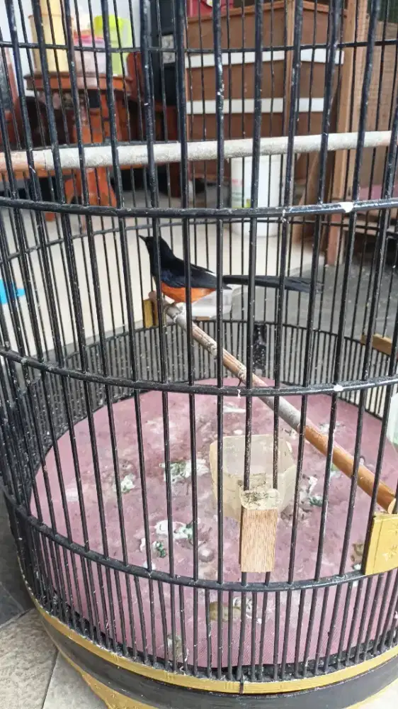 Murai Bordan jantan Fs