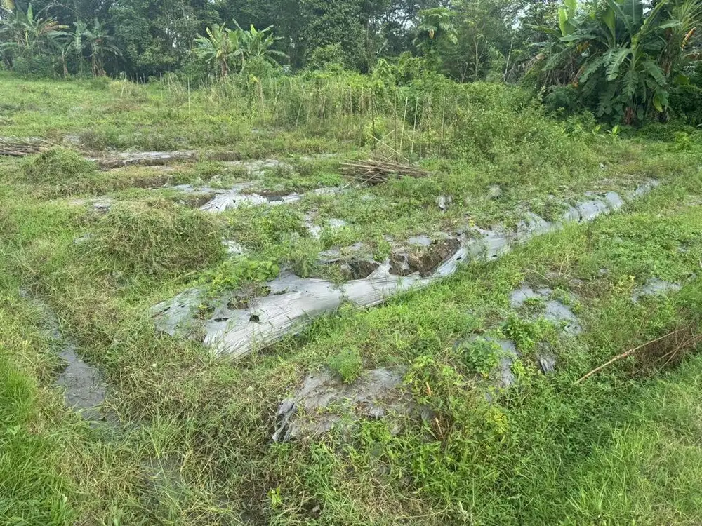 lahan pertanian ( minat chat langsung dengan pemilik )