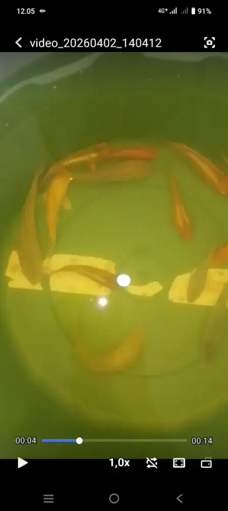 Ikan koi 10-17cm kecil bagus