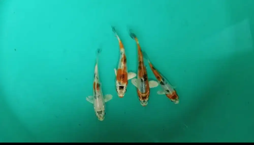 Jual paket koi kujaku 4 ekor