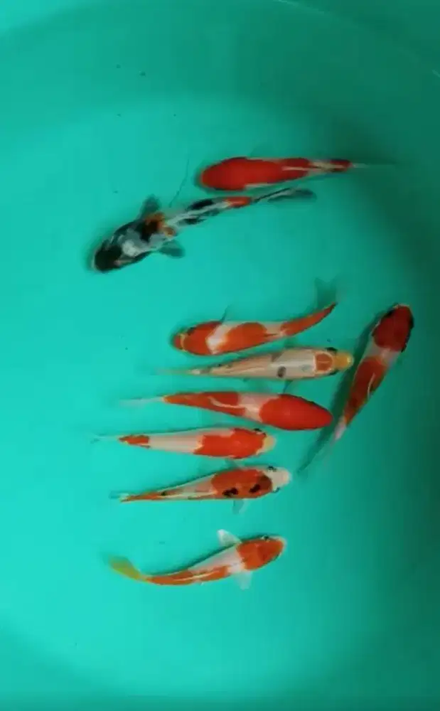 Jual paket koi 10 ekor uk-+9-10cm
