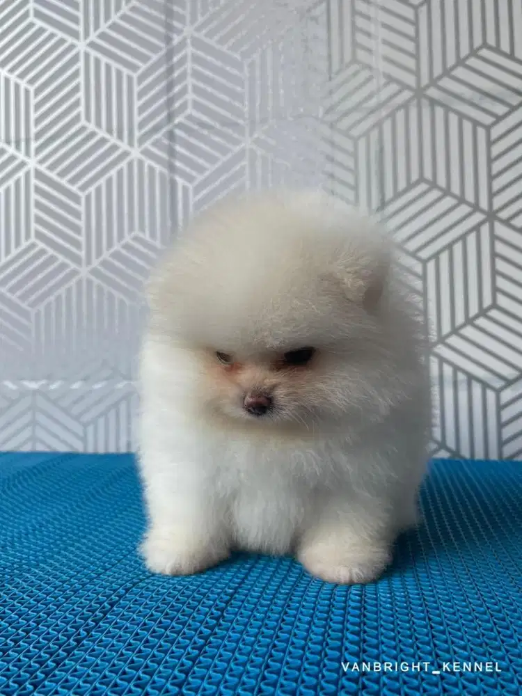 Pomeranian Betina