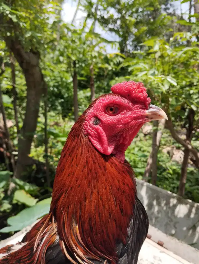 Ayam Pakoy Tulangan super