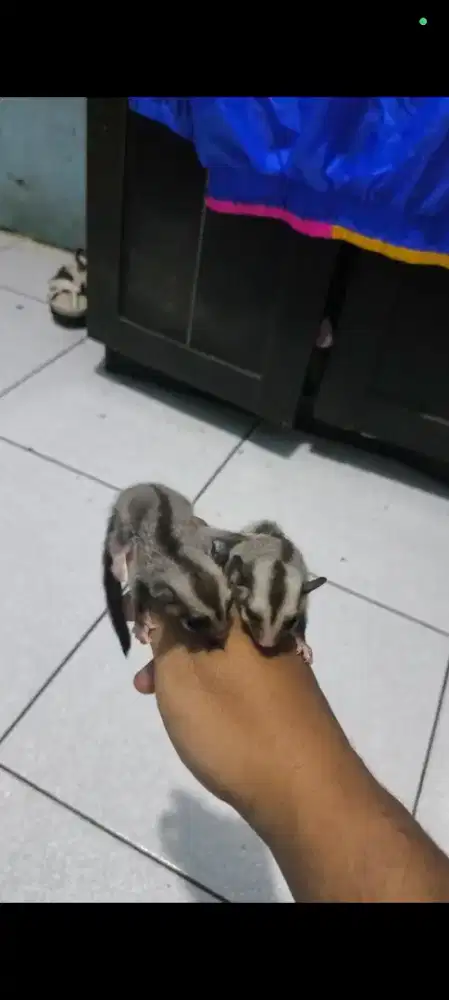 Sugar glider classic grey het creamino