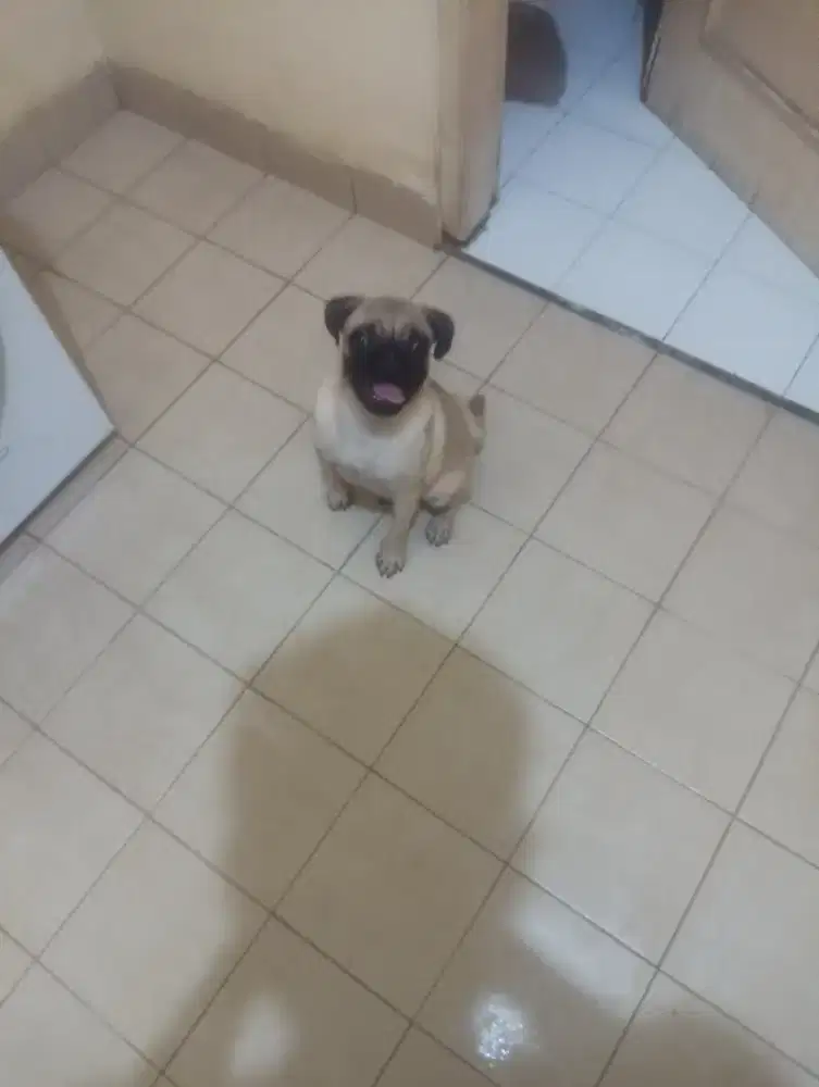 anjing pug puppy