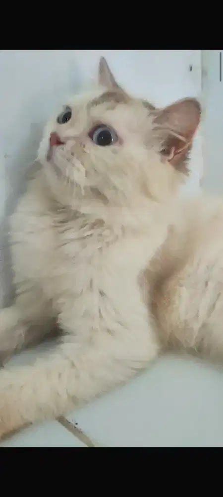 KUCING PERSIA BETINA HIMALAYA