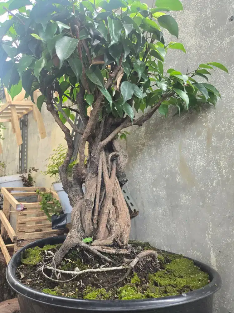 Bonsai beringin