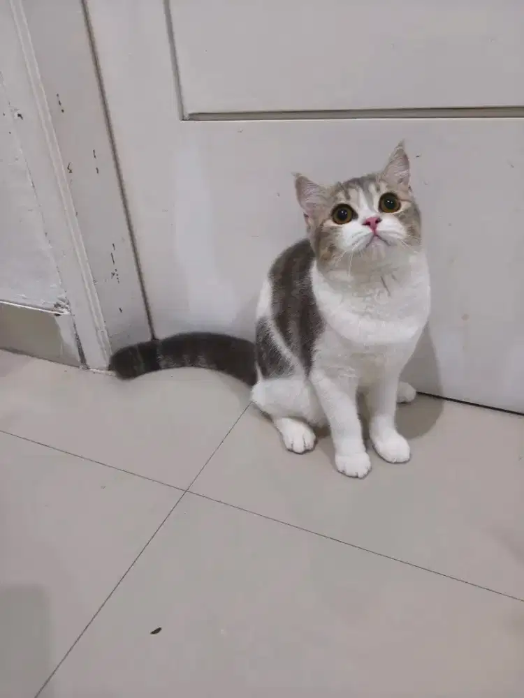 KITTEN ANAK KUCING BSH MIX EXO