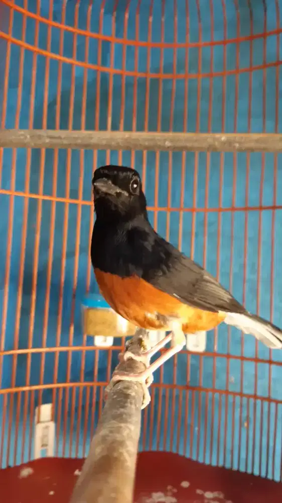 Murai batu hutan no gembung