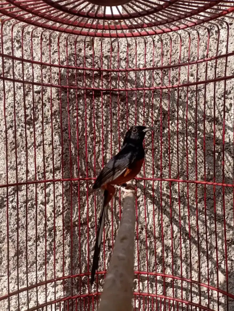 Burung murai pastol dobel ring fullset kandang BnR