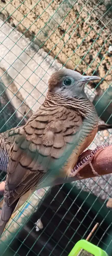 Perkutut lokal alam kantong semar rawatan 6 bulan