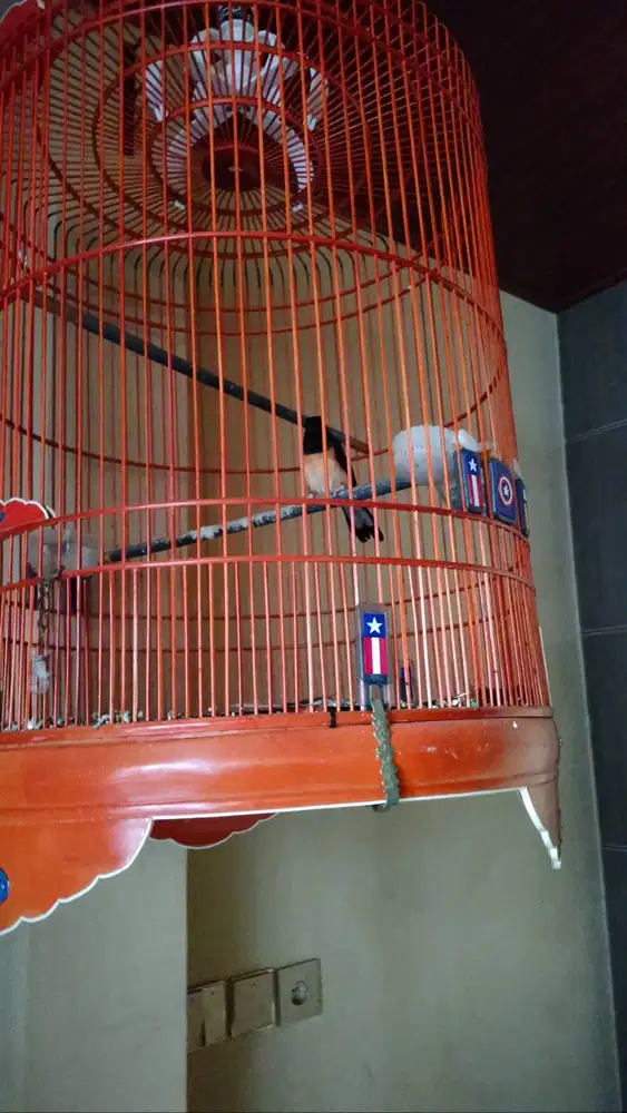 Murai Batu plus kandang Rafi no.2