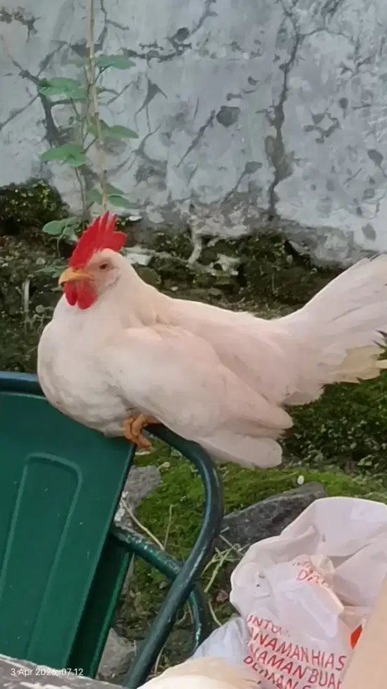 White Leghorn jantan