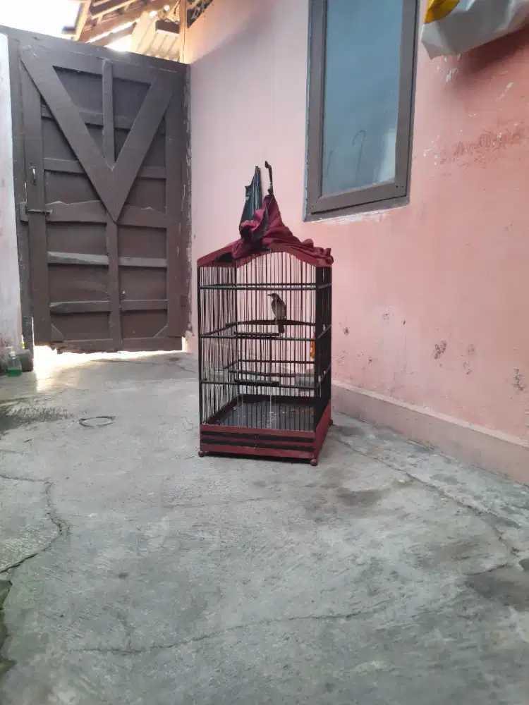 Trucukkan rajin bunyi