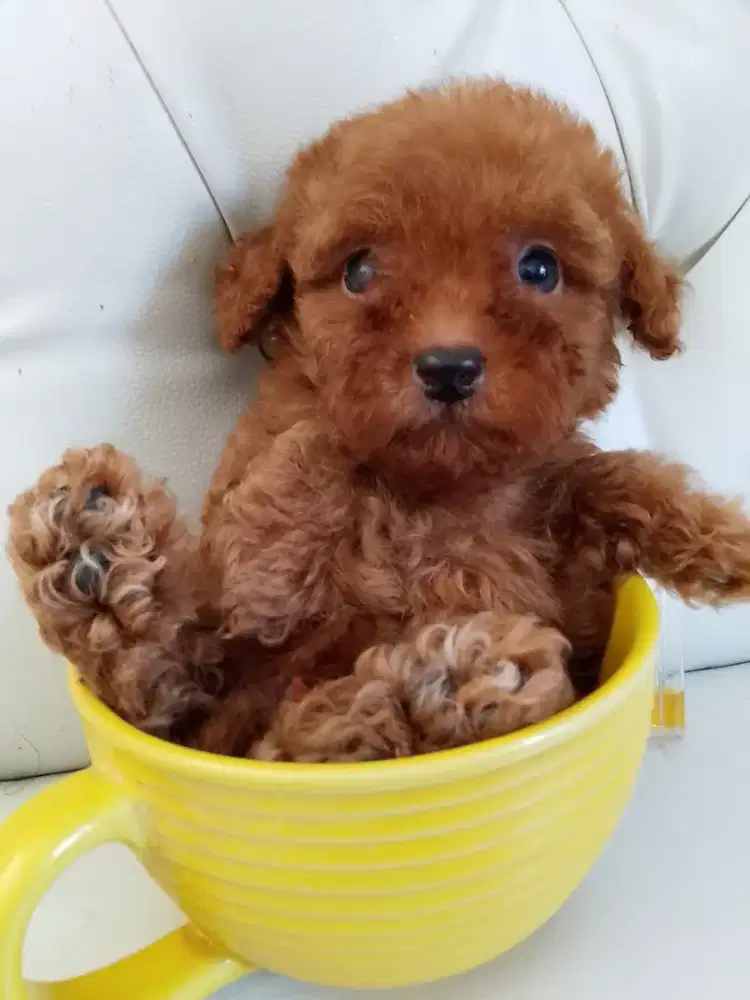 Poodle teacup jangan umur 7 minggu