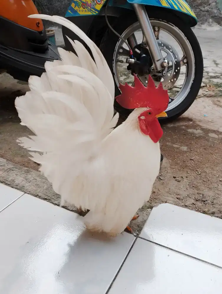 AYAM KATE SEPANG