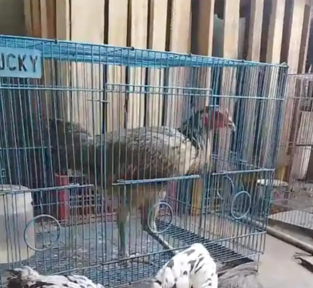 Ayam betina mangon kampung