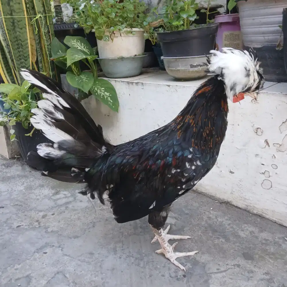 Ayam hias polan jantan