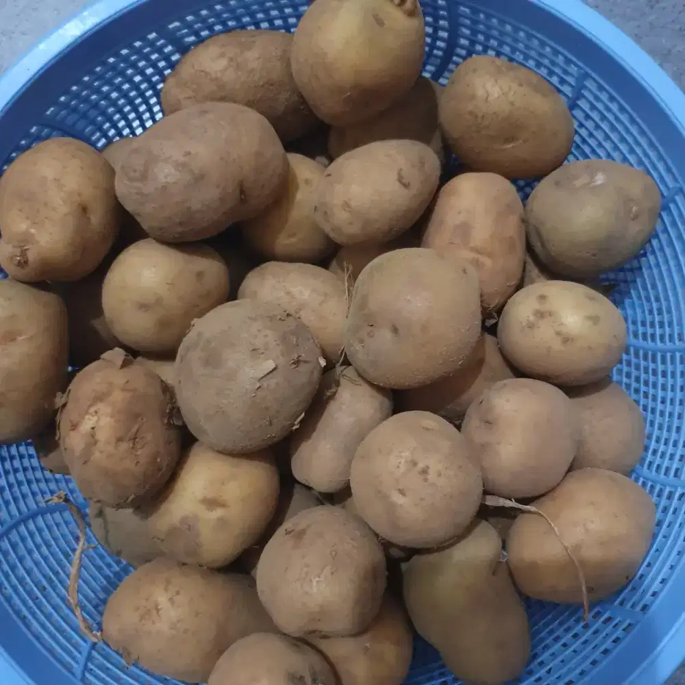 AGEN KENTANG KECIL BAHAN PERKEDEL