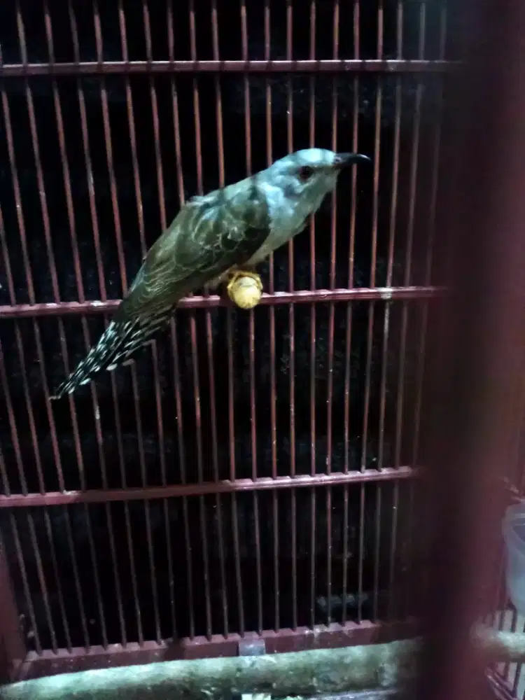 Burung kedasih abu2