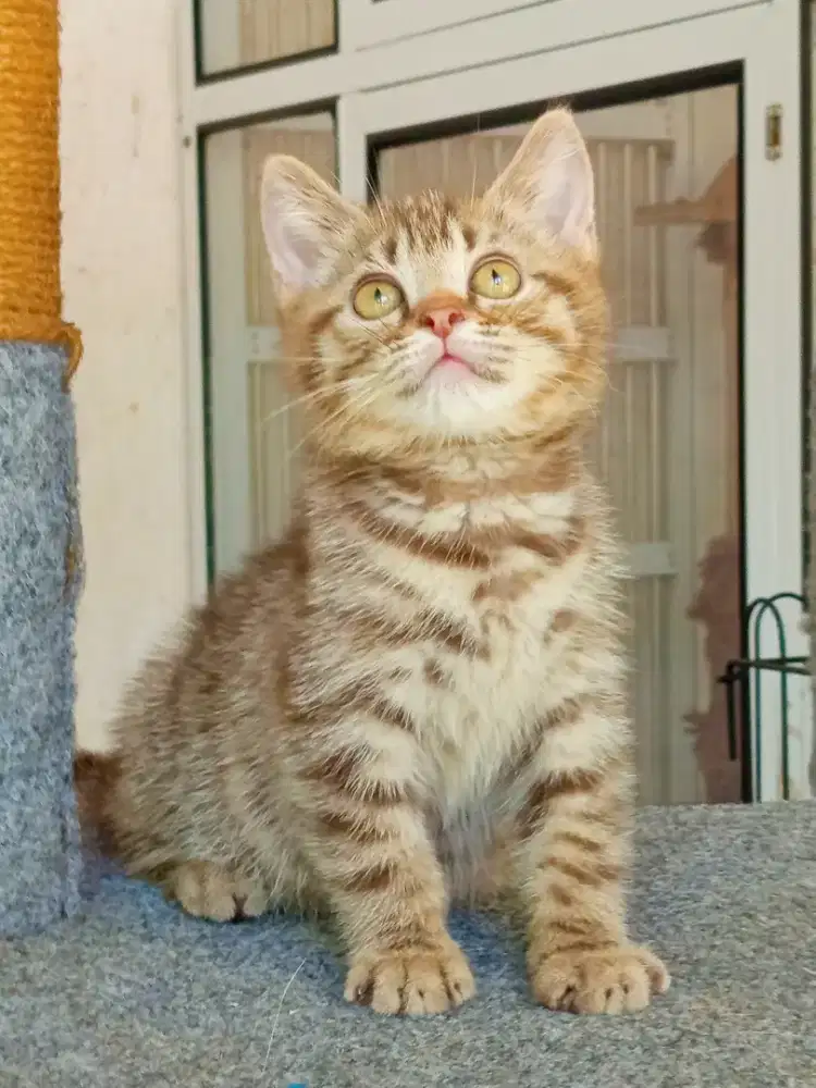 Munchkin NS Cinnamon tabby