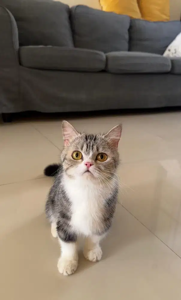 Kucing Munchkin Calico Betina