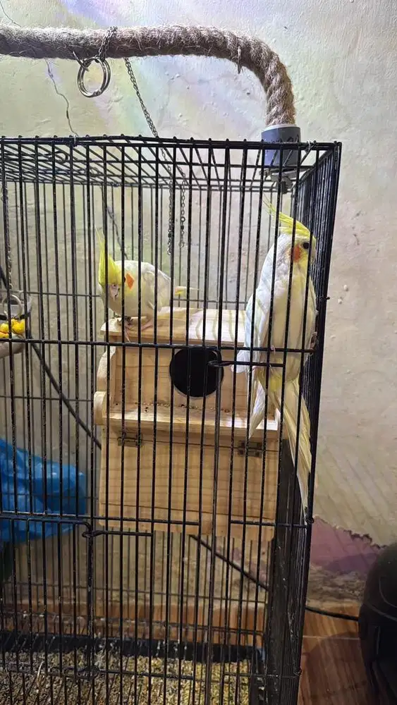 Burung falk lutino mm sepasang