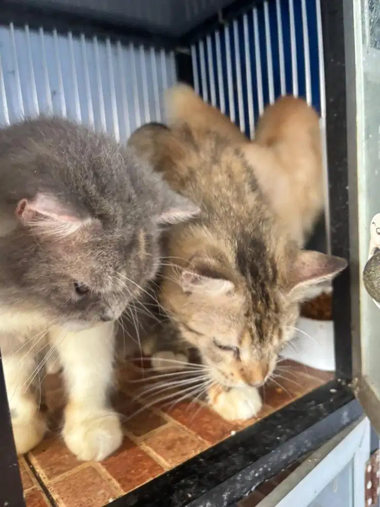 Adopsi Kucing persia,anggora,maincoon