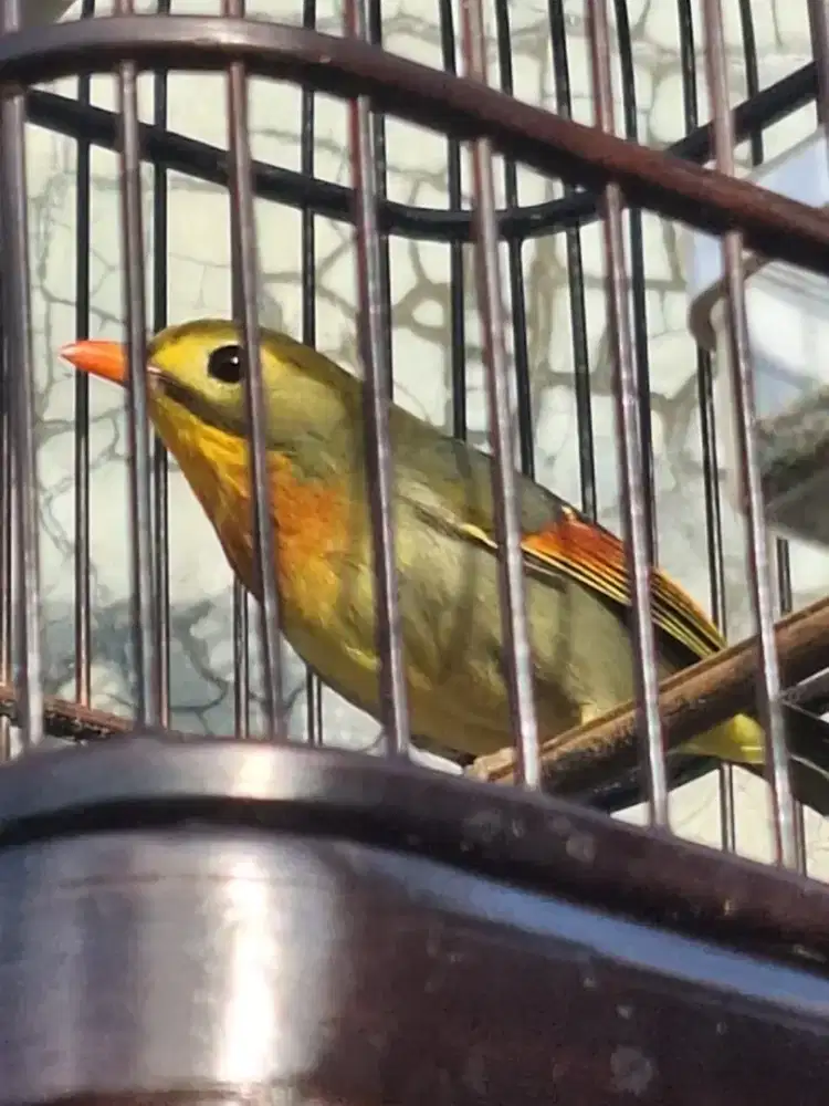 Jual cepat Robin jantan