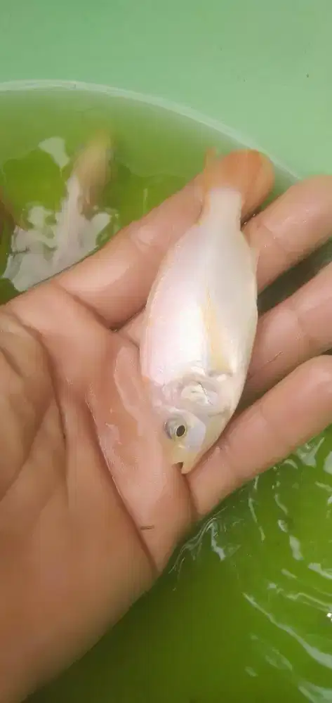 Ikan Air Tawar dan bermacam lain nya