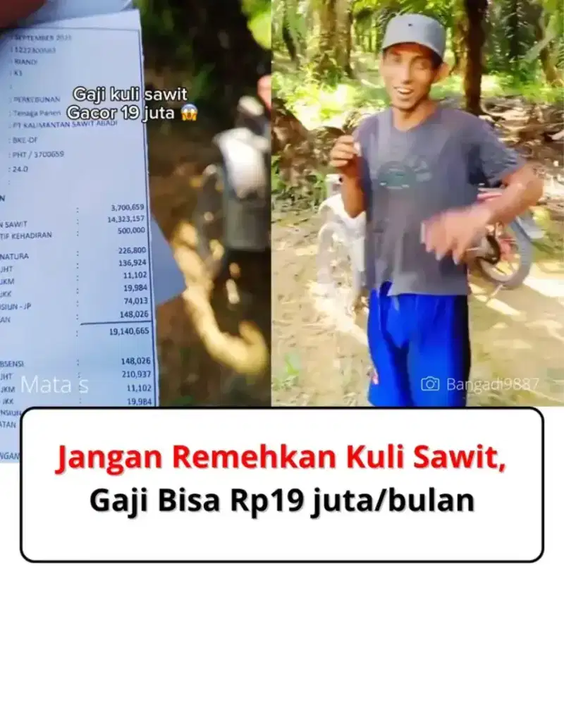 Butuh tenaga panen kelapa sawit