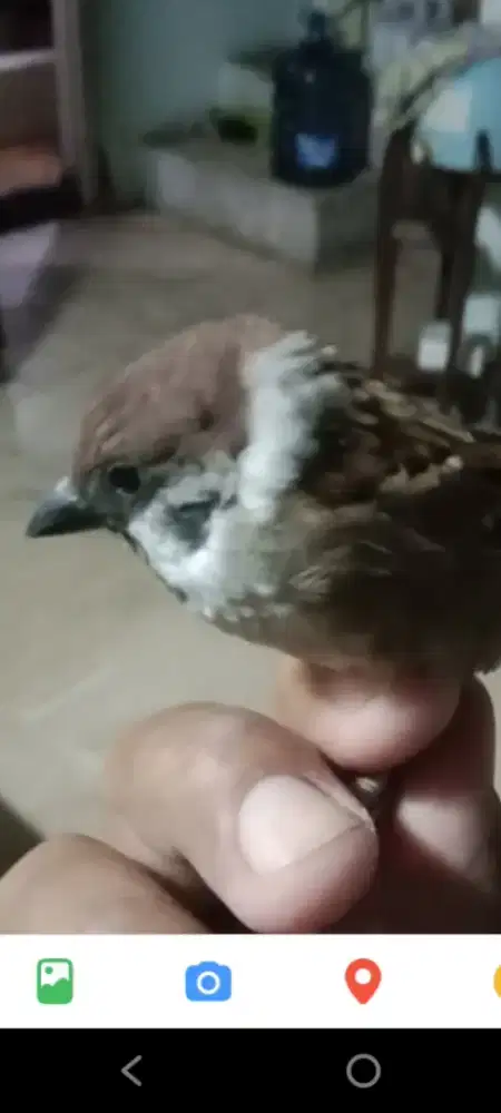 Burung gereja mkn POR