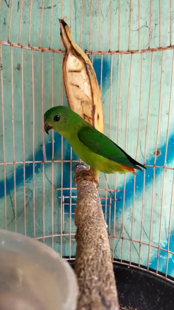 Lovebird Jantan Mulus Rajin Bunyi Cocok Buat Guru Vokal