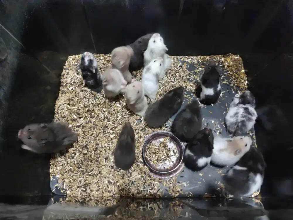 Jual cepat hamster syrian aneka warna