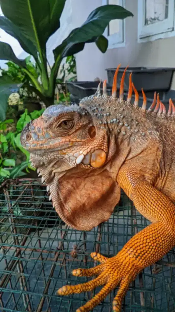 Iguana red jantan
