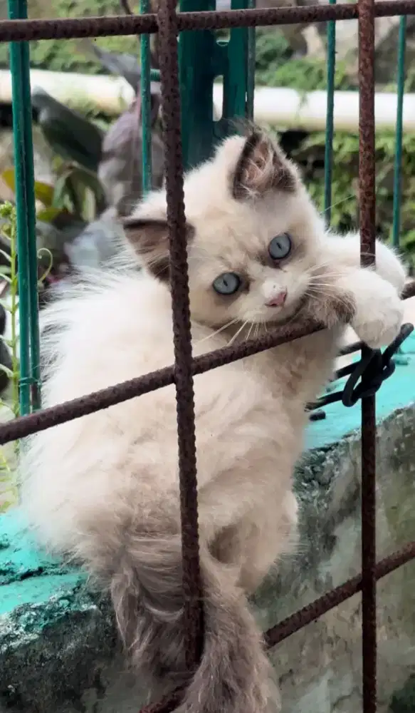 Ragdoll kitten simetris