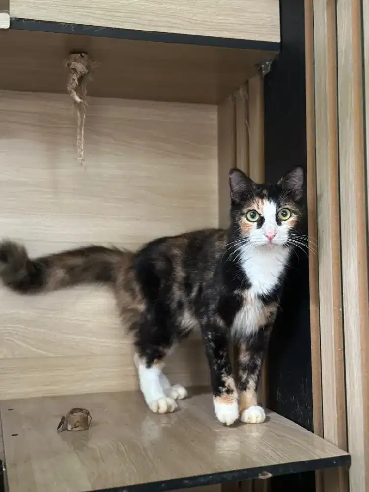 Betina sudah kawin x Scottish fold blue