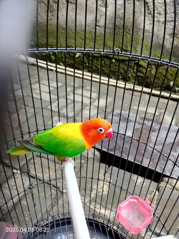 Burung Lovebird