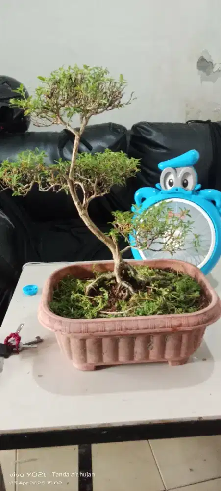 jenis Bonsai Serut (Streblus asper)