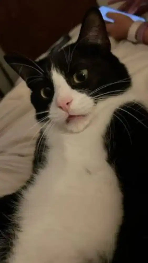 Kucing anggora hitam