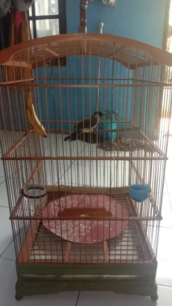 Jual Burung Kutilang