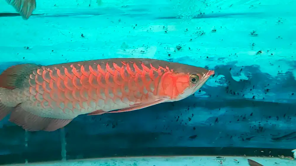 D jual ikan arwana super red