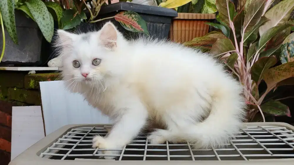 Kucing persia kitten