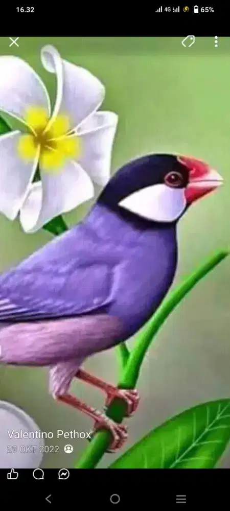 Jual burtok burung glatik