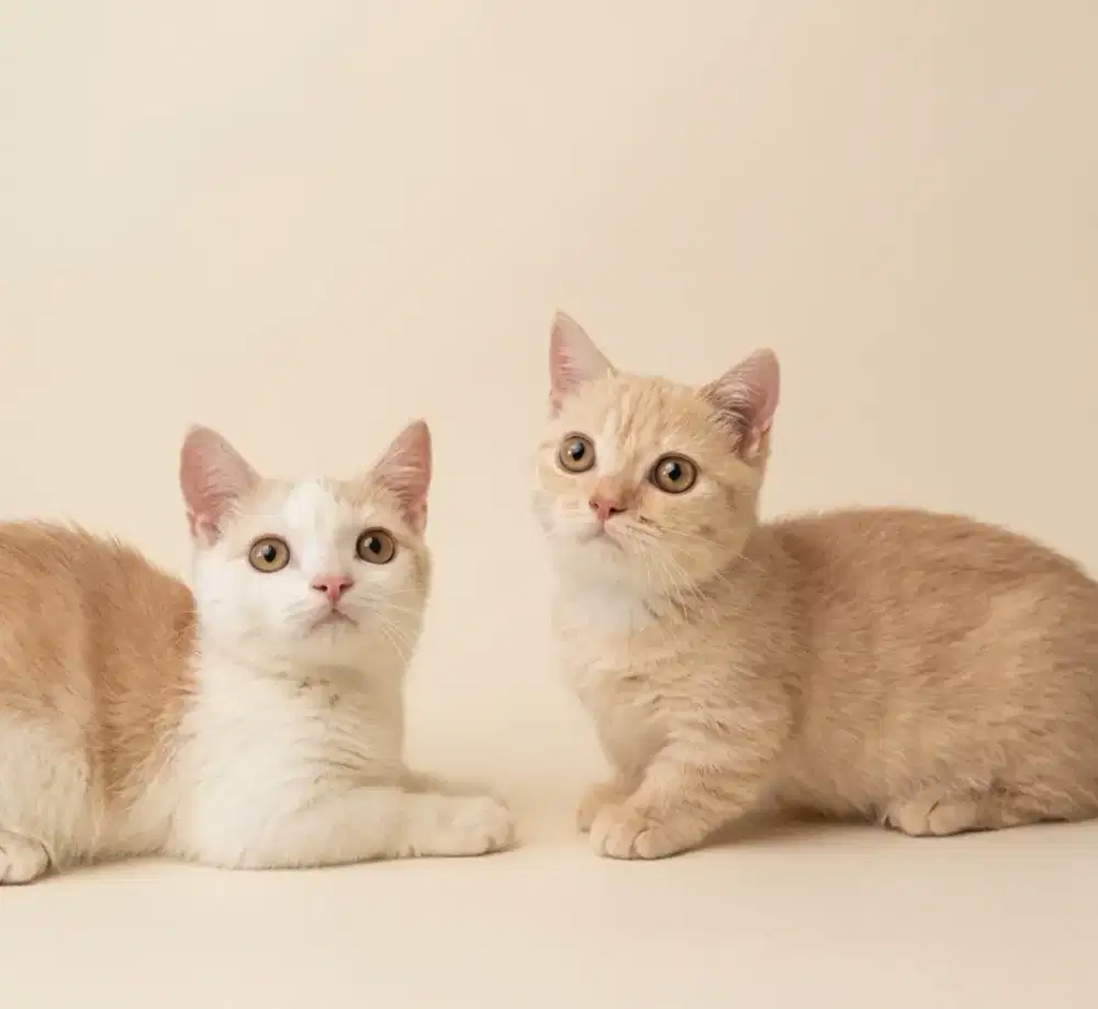 Munchkin Red Betina dan Munchkin Bico Red Jantan