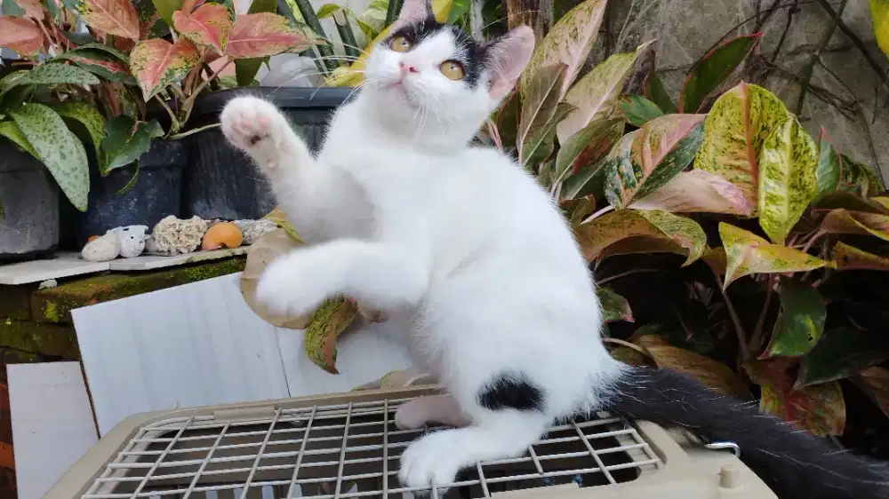 Kucing persiaxbsh kitten