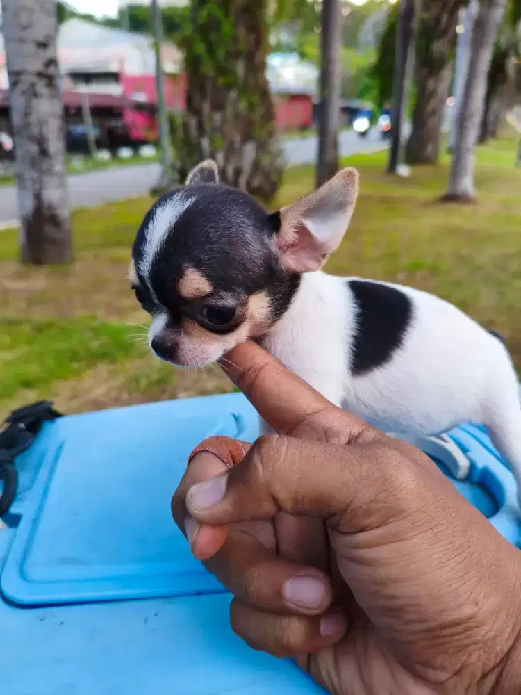 Anjing Chihuahua mini Apple head