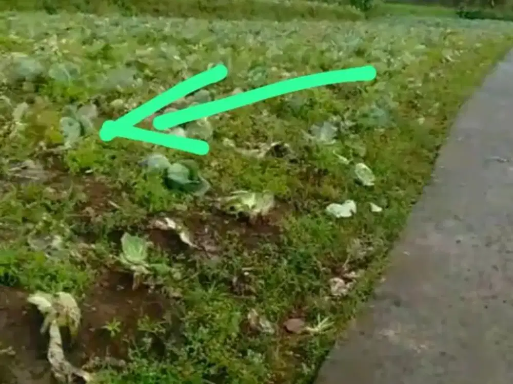 Jual Tanah Puncak Cipanas Murah 300rb/m2 Untuk Kebun Villa dan Rumah